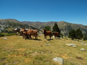 Horses in the pyrenees