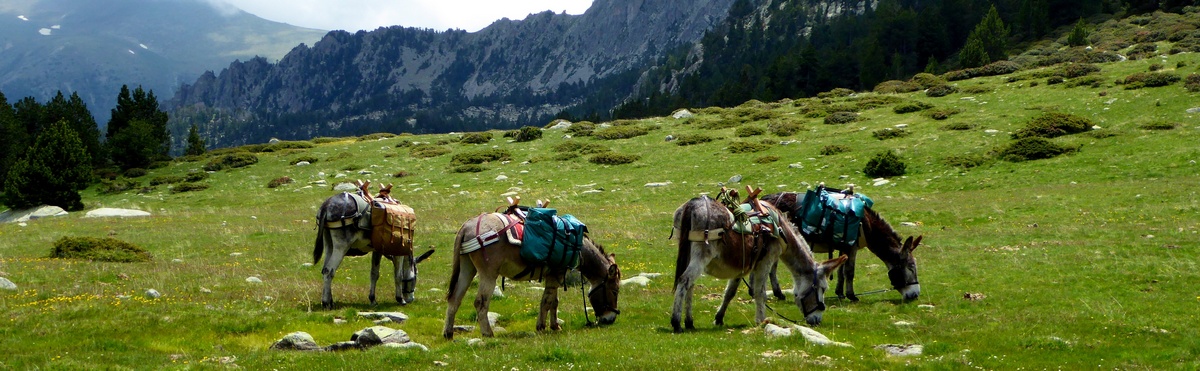 Donkey trekking