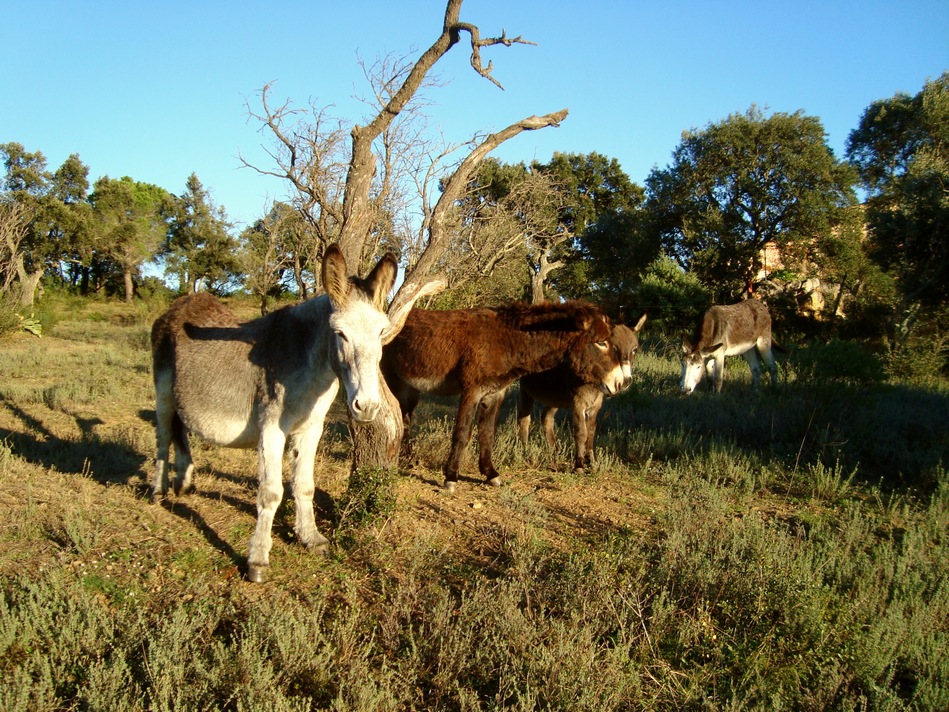 Esel in Spanien- Burros en España- Donkeys in spain