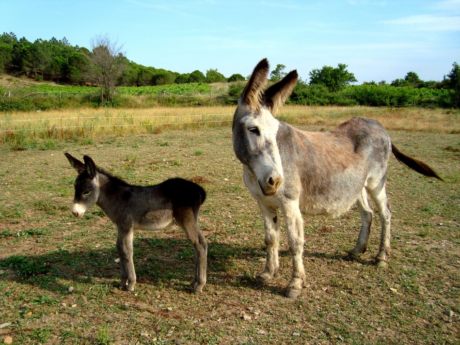 Eselbaby Yari-bebé Burro Yari- Donkey baby Yariri