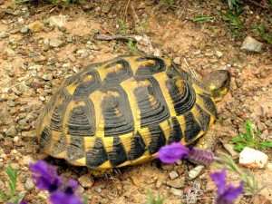 Mittelmeer Schildkröte- Tortuga mediterránea- Mediterranean tortoise